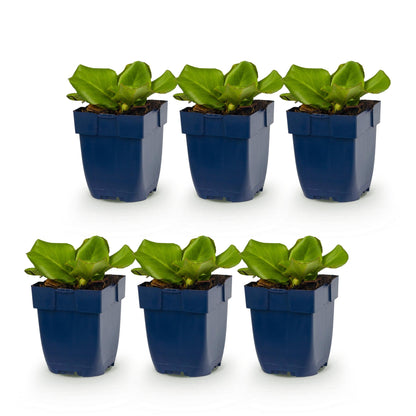 Bergenia cordifolia - Plante à souliers : six jeunes plants en pot bleu, avec un feuillage vert éclatant, alignés sur un fond blanc pur.