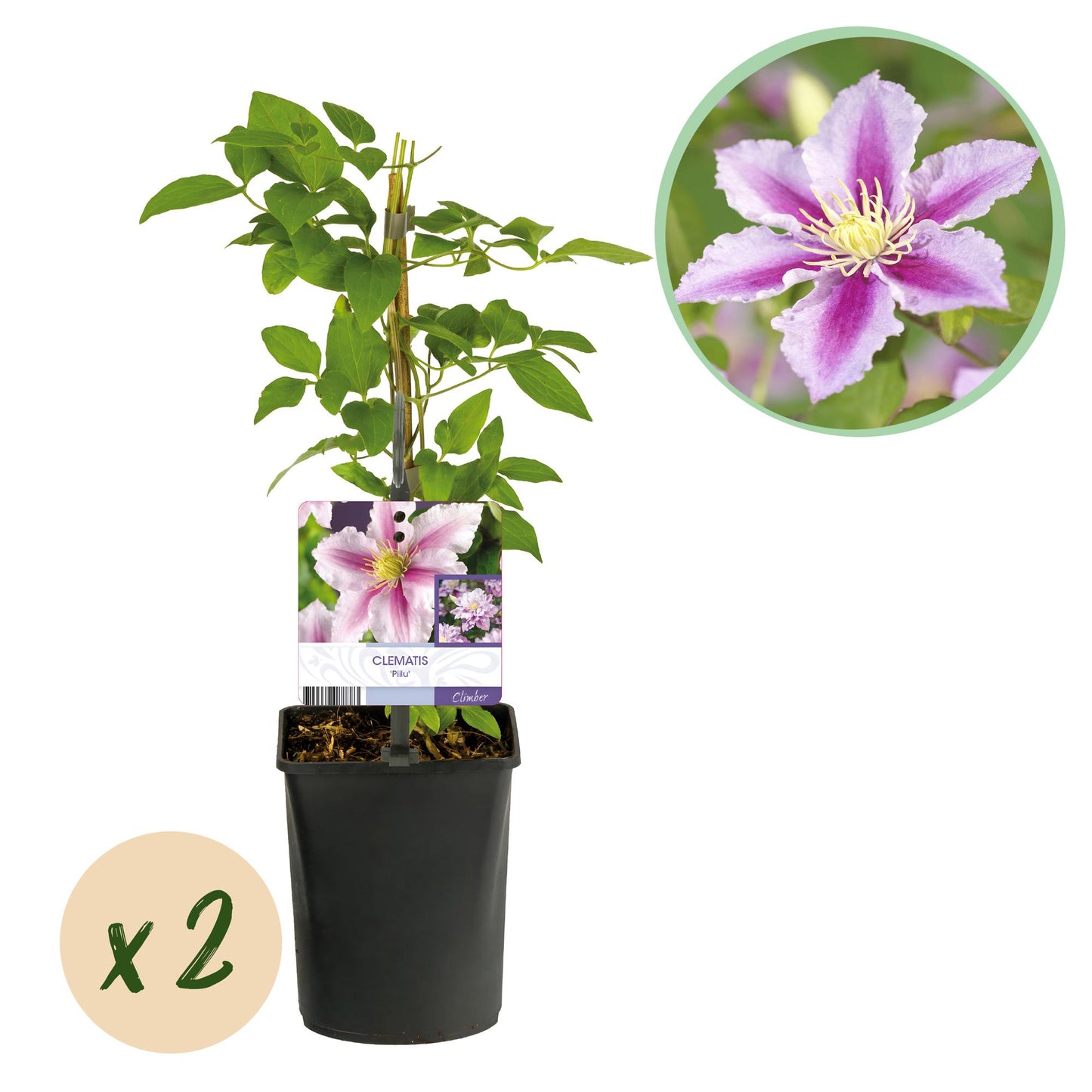 Clématite Piilu, deux plants en pot noir avec des tuteurs, une étiquette avec ses fleurs roses, et une bulle « x2 ».