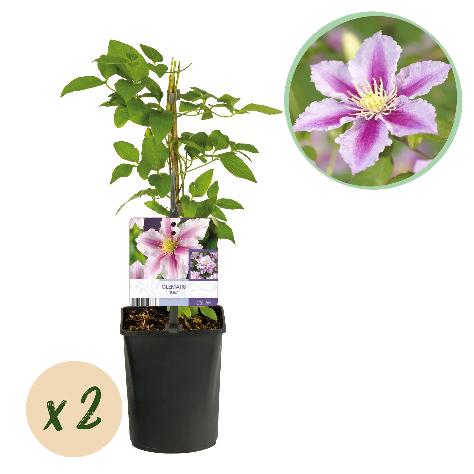 Clématite Piilu, deux plants en pot noir avec des tuteurs, une étiquette avec ses fleurs roses, et une bulle « x2 ».