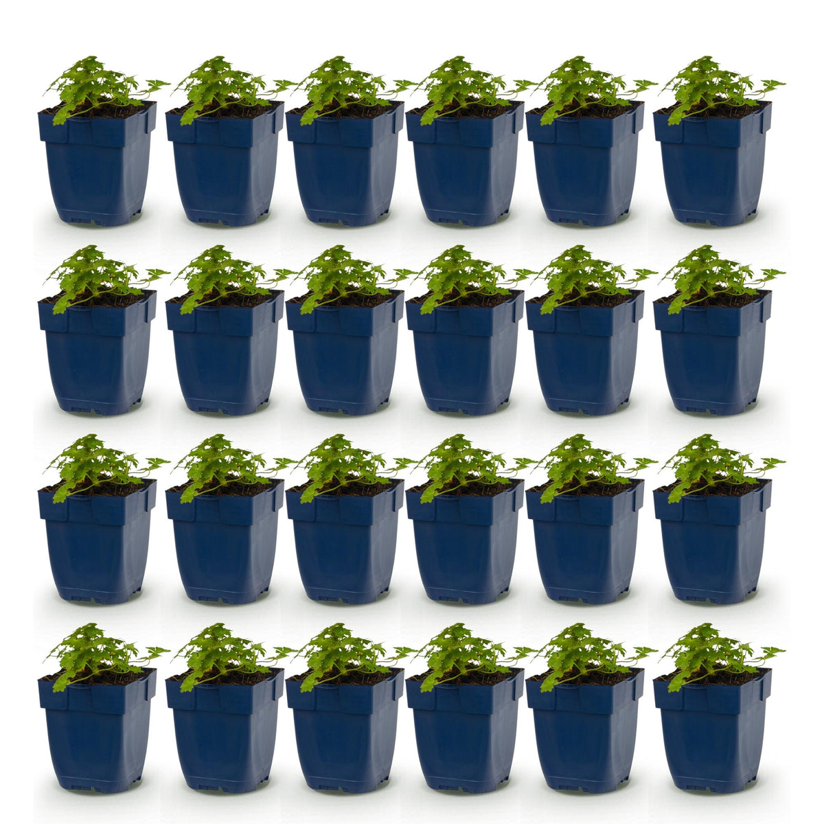 Géranium 'Spessart' - lot de 24 plants en pot de 11 cm