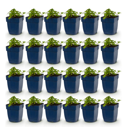Géranium 'Spessart' - lot de 24 plants en pot de 11 cm