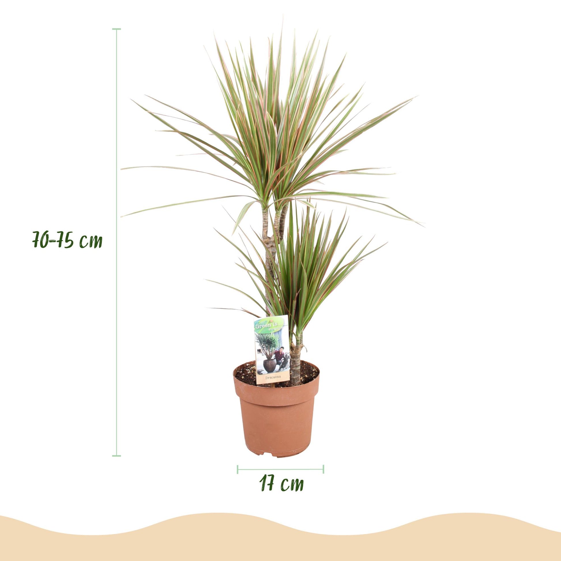 Dracaena Marginata Bicolor avec un feuillage panaché de vert et de rouge, dans un pot de culture marron