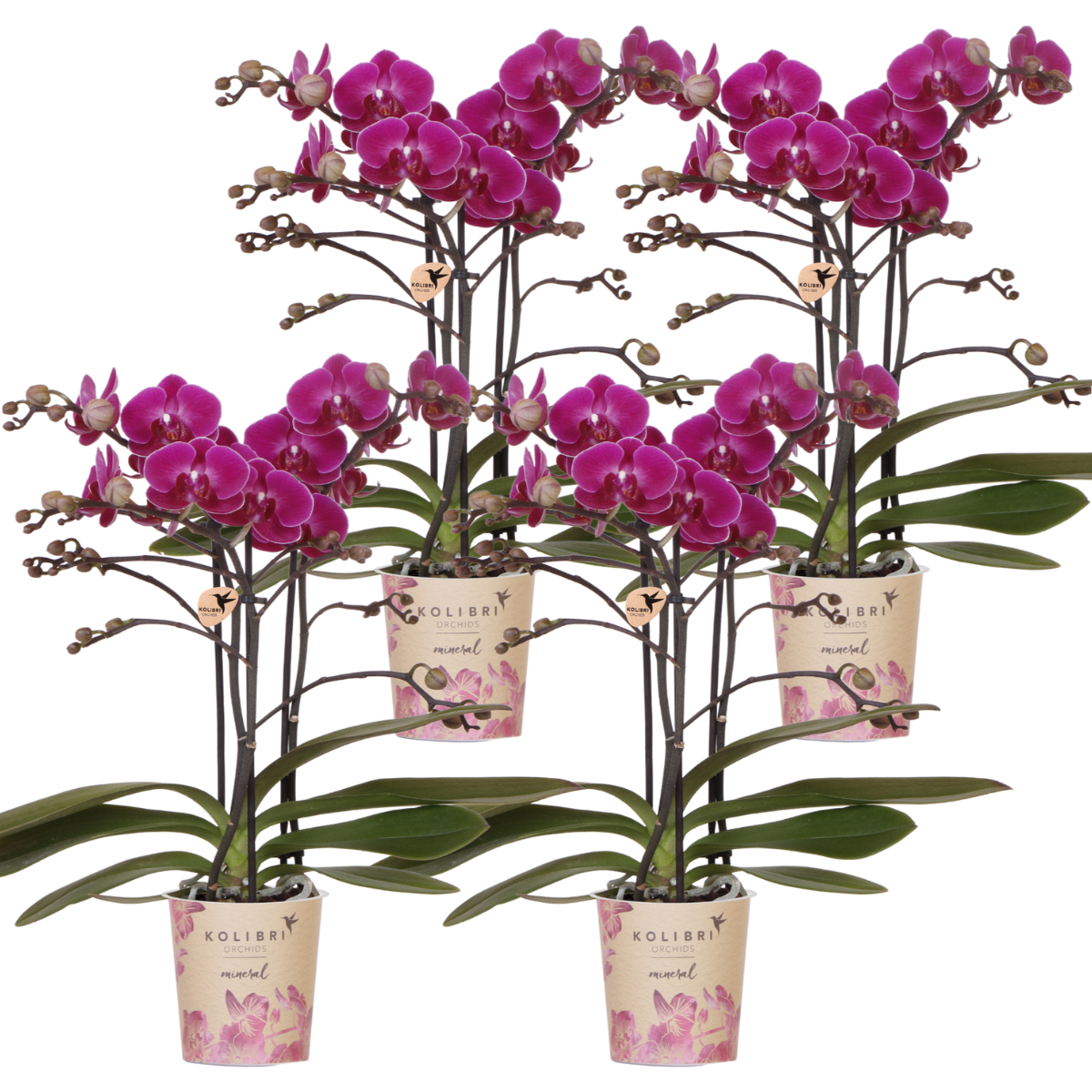 Lot de 2 ou 4 orchidées violettes Phalaenopsis 'Morelia' - Pot 9 cm - 4 orchidées