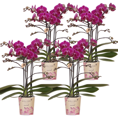 Lot de 2 ou 4 orchidées violettes Phalaenopsis 'Morelia' - Pot 9 cm - 4 orchidées