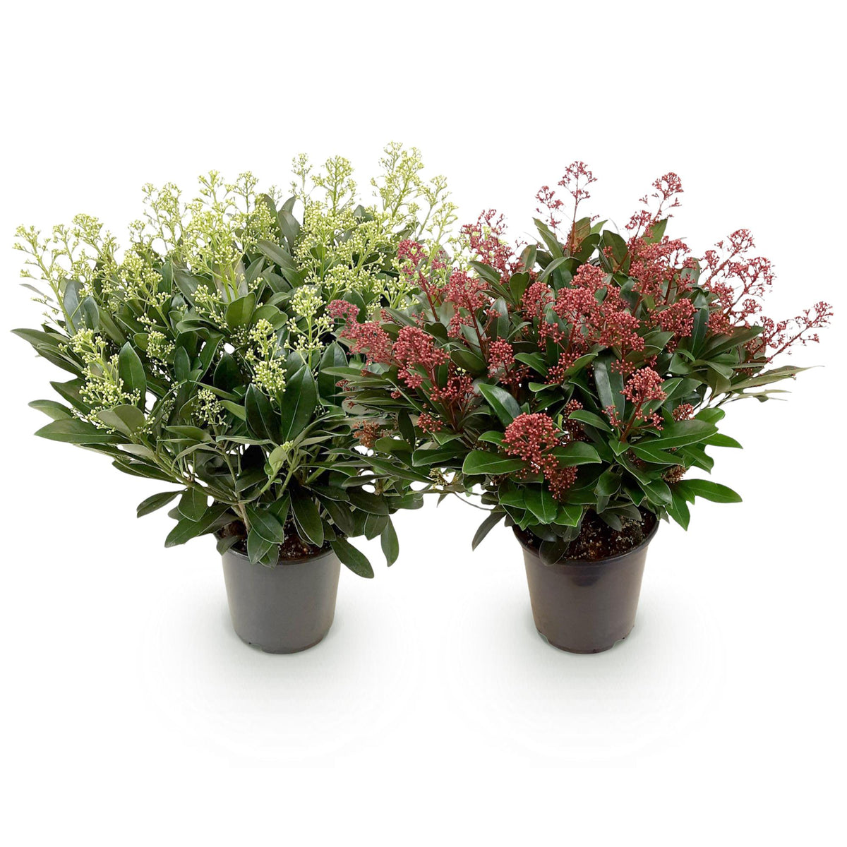 Skimmias en duo - lot de 2 plants en pot de 19 cm
