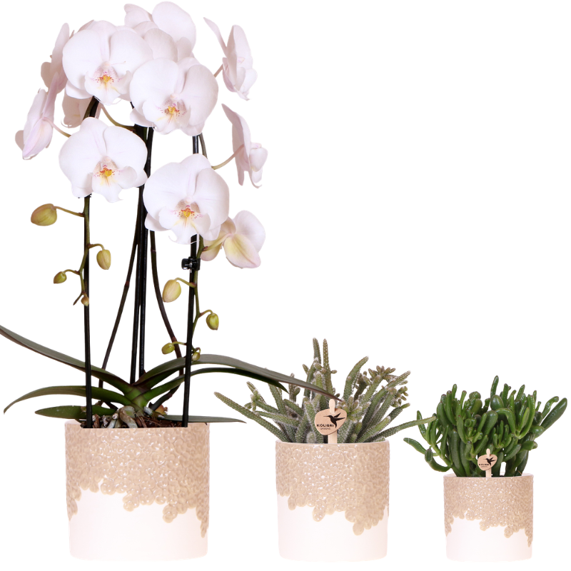 Orchidée Phalaenopsis 'Niagara Falls' blanche (Phalaenopsis) - Set avec plantes vertes et cache-pots décoratifs - Pot 12 cm