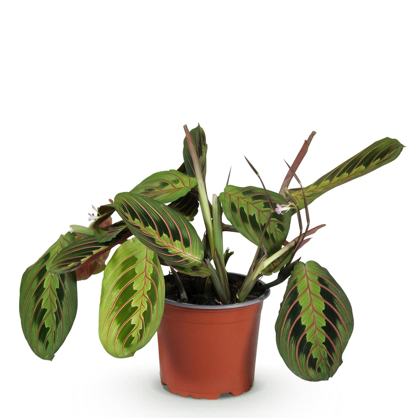 Plante d'intérieur - Maranta Fascinator Tricolour - Plante de prière - Plante amicale pour les animaux - Vert - 1 Plante - Pot 12cm - Hauteur 25cm