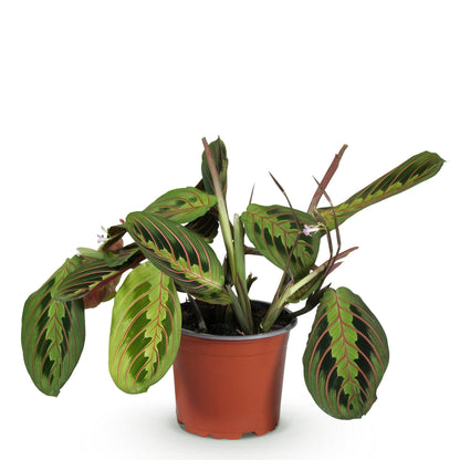 Plante d'intérieur - Maranta Fascinator Tricolour - Plante de prière - Plante amicale pour les animaux - Vert - 1 Plante - Pot 12cm - Hauteur 25cm