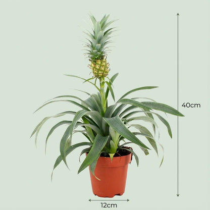 Dimensions de Ananas Mi Amigo en pot de 12 cm