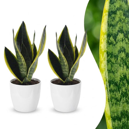 Deux belles Sansevieria Futura Superba en cache-pots blancs, avec un gros plan sur le feuillage panaché