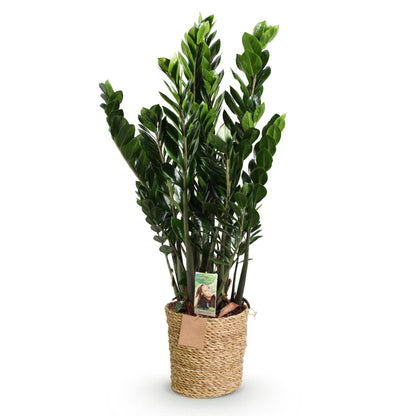 Plantes d'intérieur - Zamioculcas - Plante ZZ - Peu d'entretien - avec panier - Vert - 1 Plante - Pot 21cm - Hauteur 80-90cm