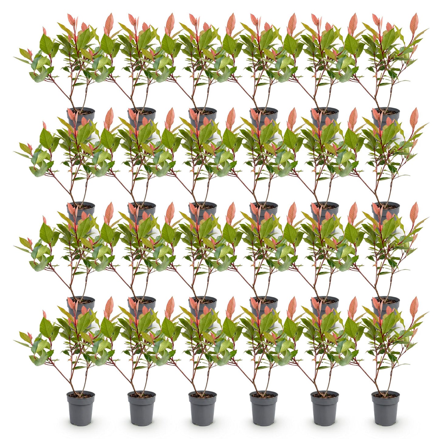Photinia fraseri Little Red Robin, 28 jeunes plants en pot gris alignés sur fond blanc, feuillage vert et jeunes pousses rouges, prêts à pla