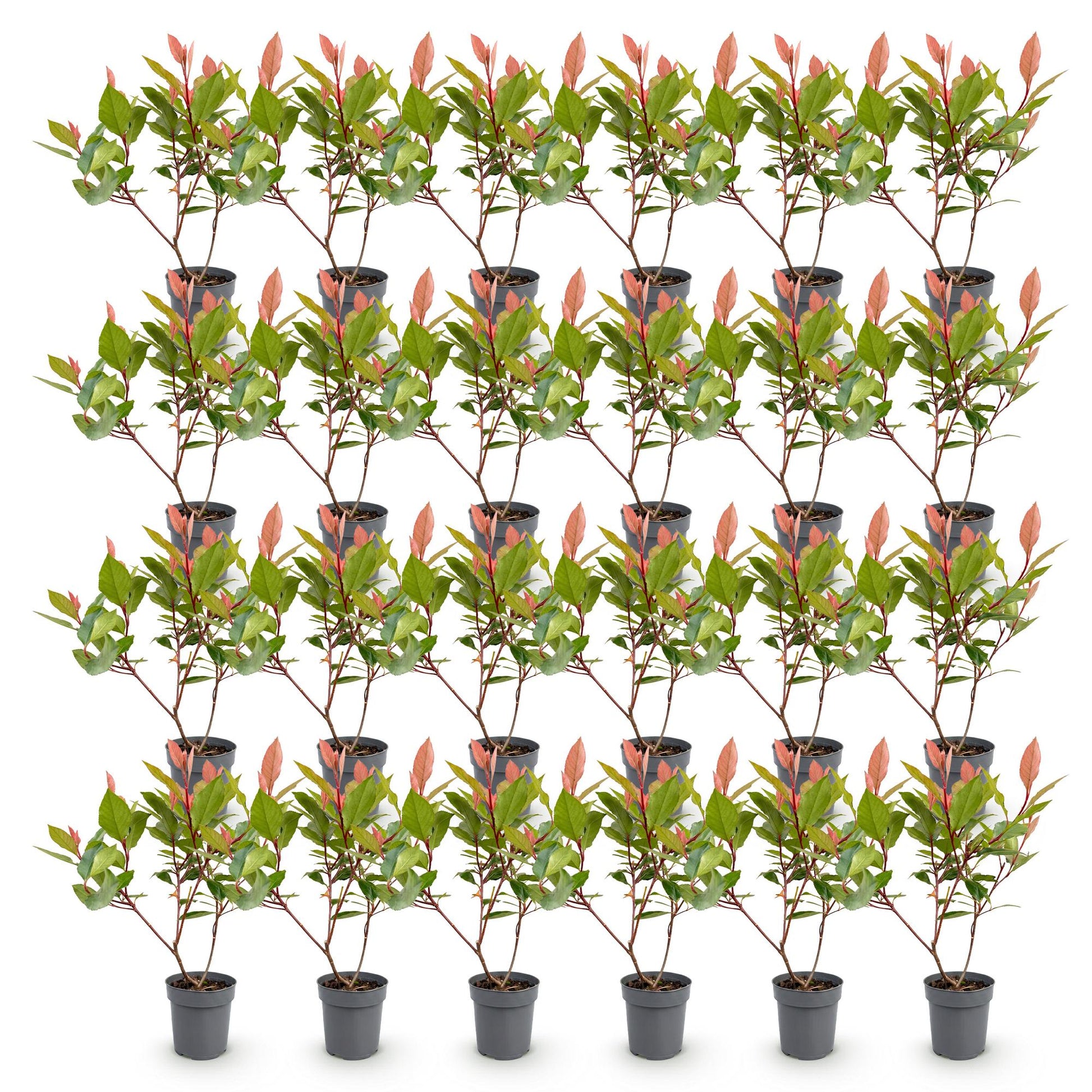 Photinia fraseri Little Red Robin, 28 jeunes plants en pot gris alignés sur fond blanc, feuillage vert et jeunes pousses rouges, prêts à pla