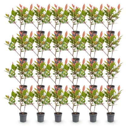 Photinia fraseri Little Red Robin, 28 jeunes plants en pot gris alignés sur fond blanc, feuillage vert et jeunes pousses rouges, prêts à pla