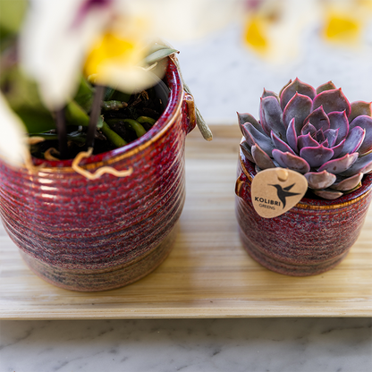 Orchidée Phalaenopsis rose en pot