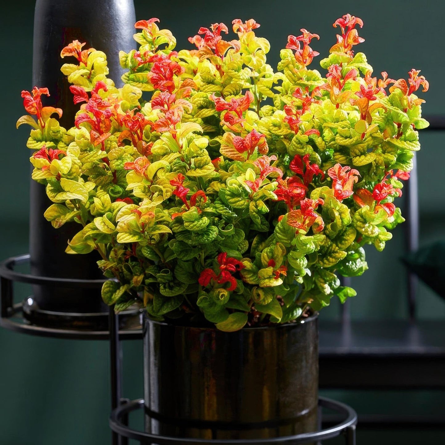 Leucothoe Curly Gold, plante persistante aux feuilles jaunes et rouges, cultivée en pot sur une étagère, pour un jardin ou balcon décoratif.