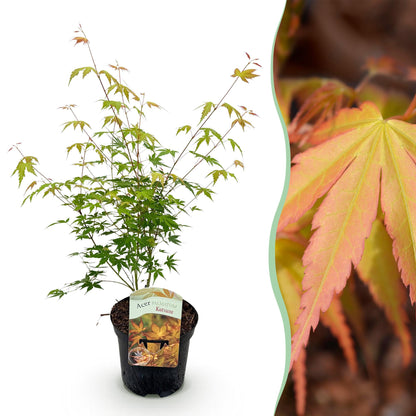Érable japonais Acer palmatum Katsura. Un jeune plant en pot et un gros plan sur son feuillage orange vif.