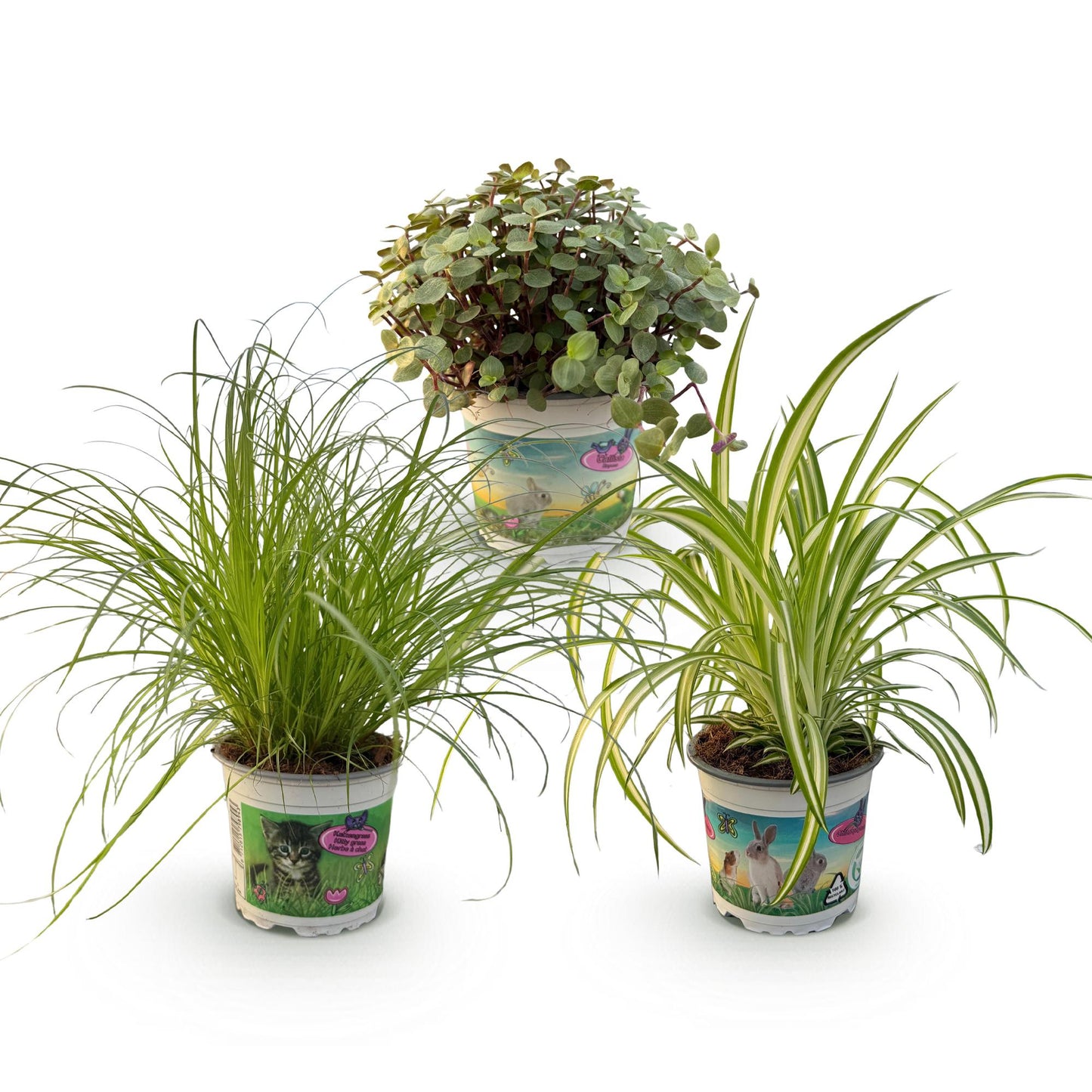 Plante d'intérieur - Cyperus - Calissia - Chlorophytum - Mix de 3 - Plantes Amies des Animaux - Vert - 3 Plantes - Pot 12cm - Hauteur 20cm