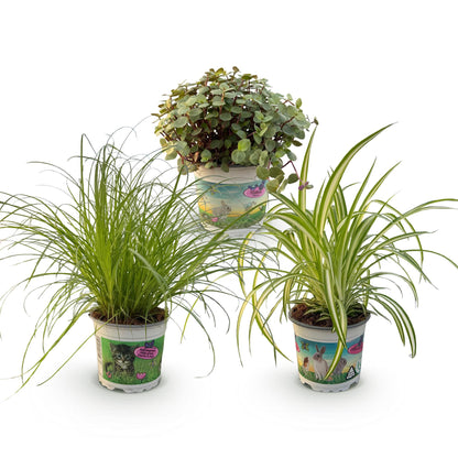 Plante d'intérieur - Cyperus - Calissia - Chlorophytum - Mix de 3 - Plantes Amies des Animaux - Vert - 3 Plantes - Pot 12cm - Hauteur 20cm
