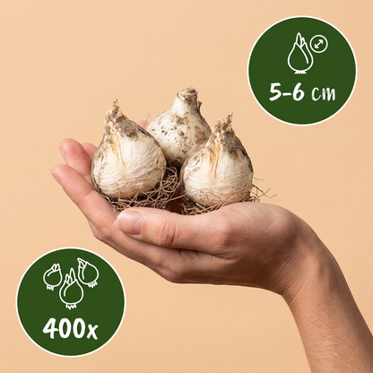 Bulbes d'Ail à tête ronde tenus dans une main, calibre 5-6 cm, lot de 400 bulbes.
