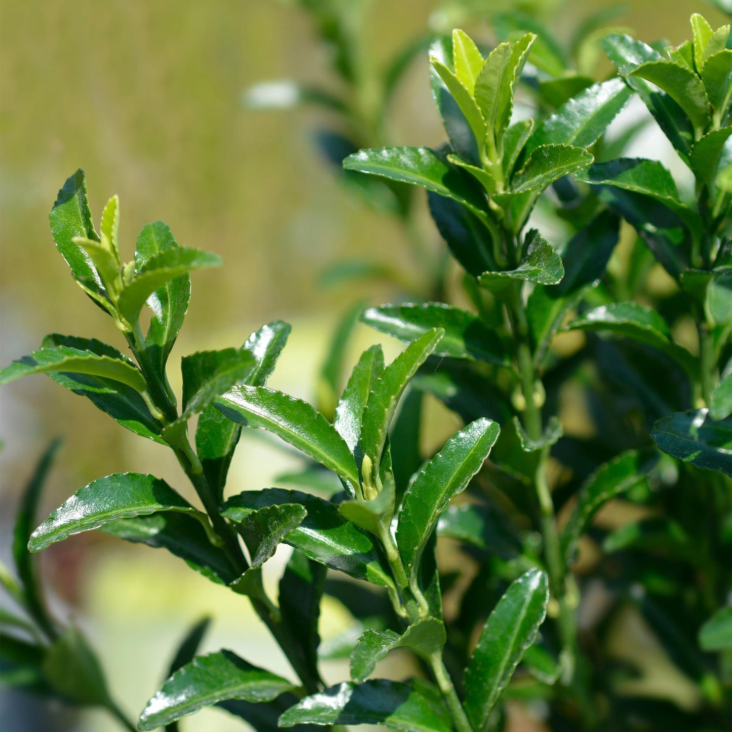 Euonymus japonica Green Spire (fusain) : gros plan sur les feuilles vertes luisantes de cette plante persistante de haie, en extérieur et so