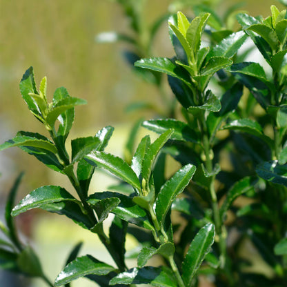 Euonymus japonica Green Spire (fusain) : gros plan sur les feuilles vertes luisantes de cette plante persistante de haie, en extérieur et so