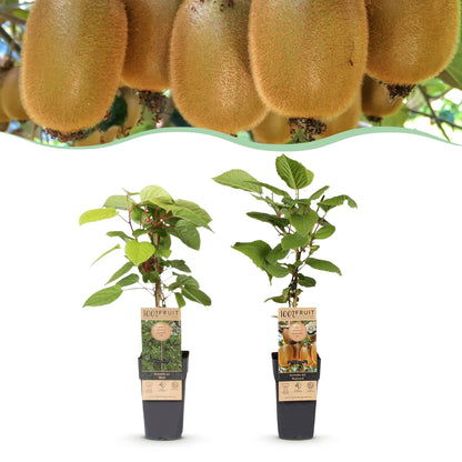Kiwi vert Hayward en pot 15 cm