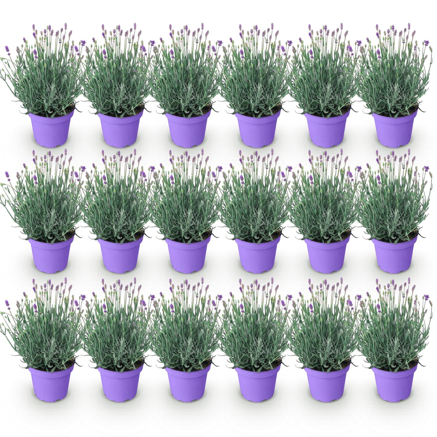 Lavande Munstead, lot de plusieurs plants en pot de 12cm, hauteur 15-25cm, sur fond blanc uni.