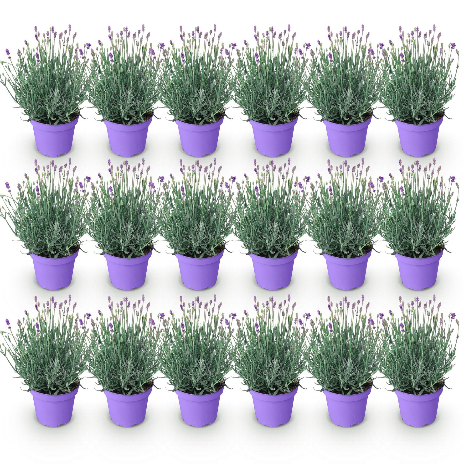 Lavande Munstead, lot de plusieurs plants en pot de 12cm, hauteur 15-25cm, sur fond blanc uni.