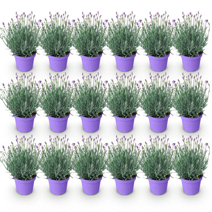 Lavande Munstead, lot de plusieurs plants en pot de 12cm, hauteur 15-25cm, sur fond blanc uni.