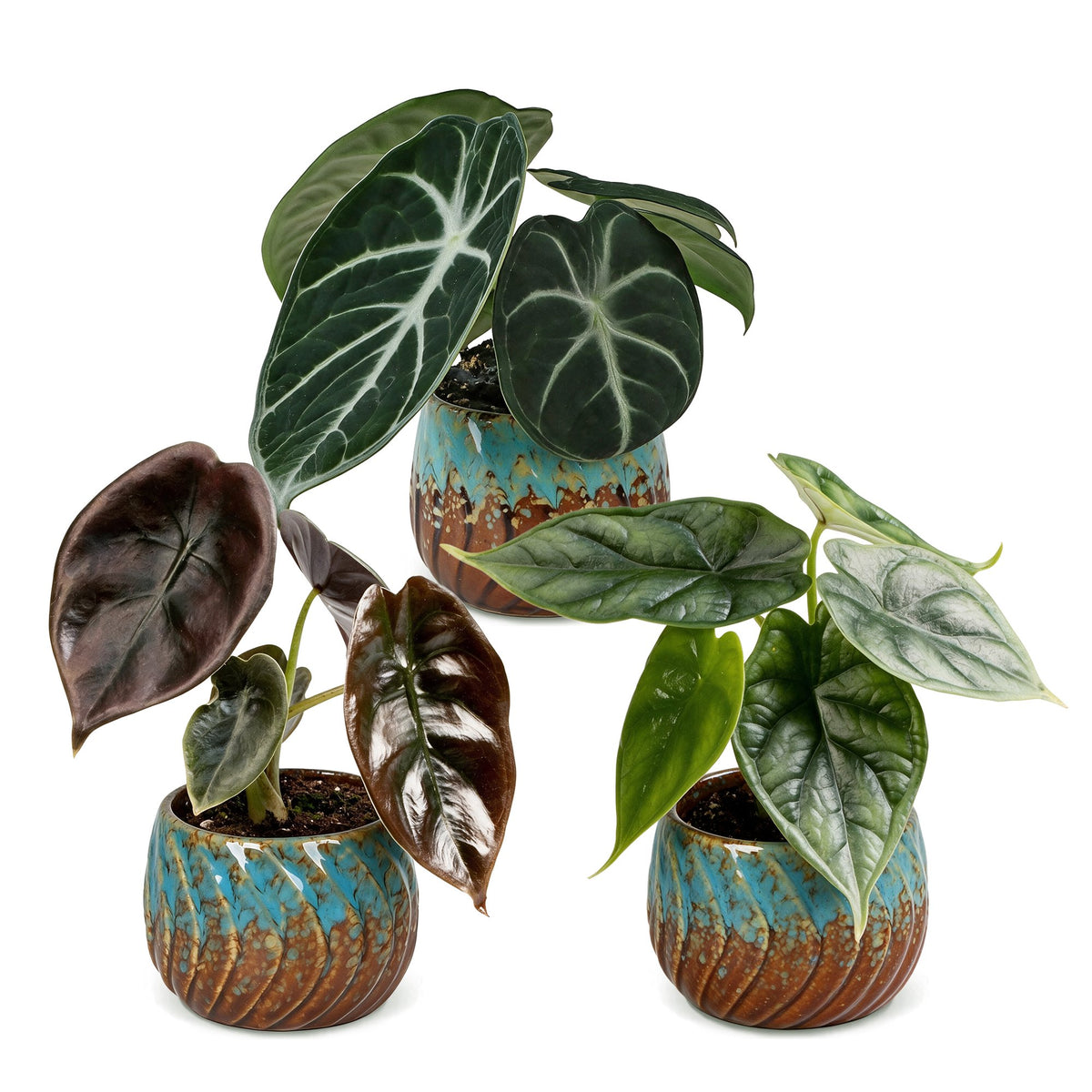Trio de bébés Alocasia en pot de 6 cm, cache-pot cuivre et turquoise