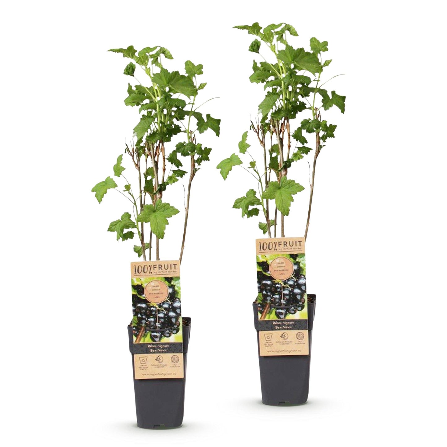 Ribes nigrum 'Ben Nevis' : deux plants de groseilliers noirs en pot sur fond blanc, avec étiquettes détaillant le fruit et l'entretien.