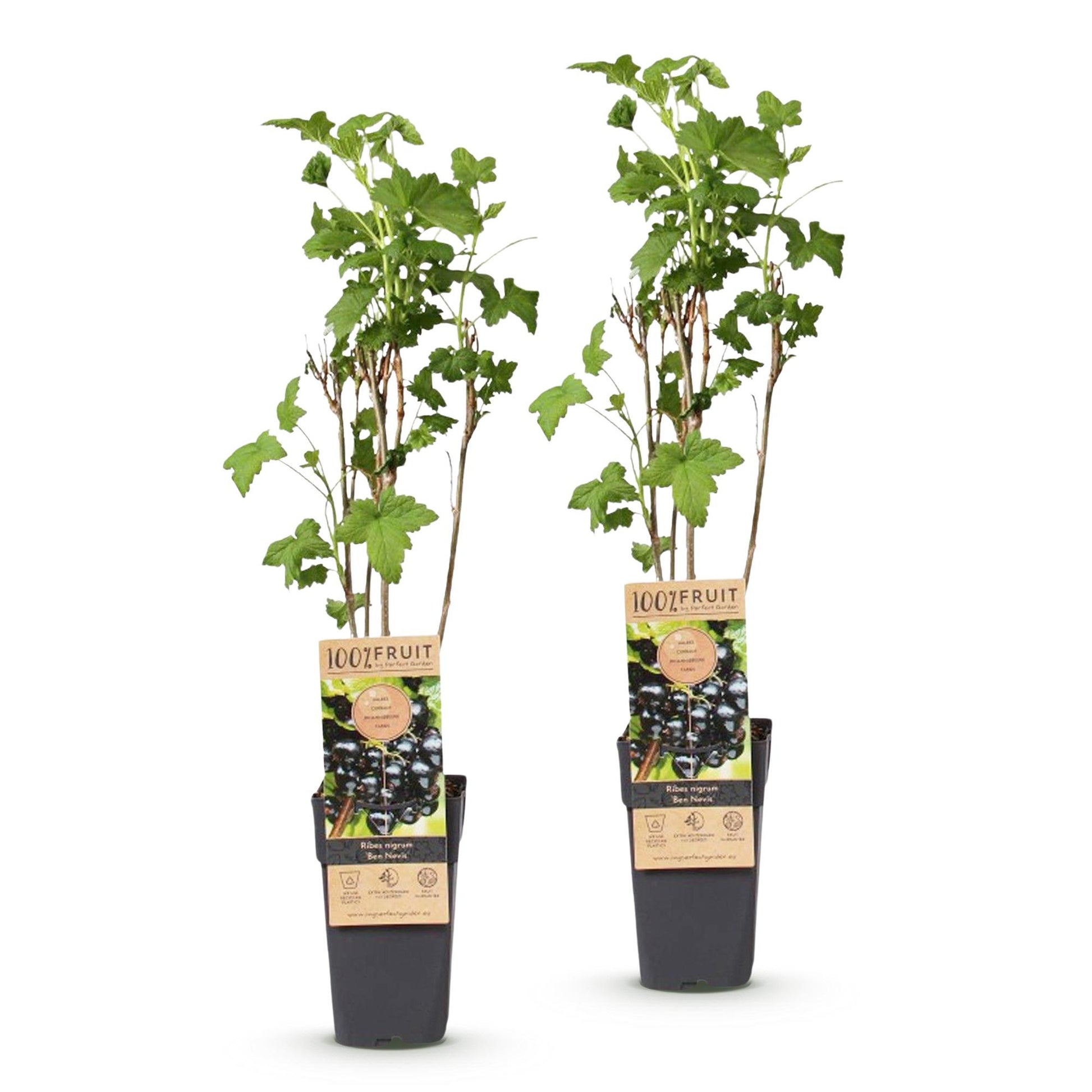 Ribes nigrum 'Ben Nevis' : deux plants de groseilliers noirs en pot sur fond blanc, avec étiquettes détaillant le fruit et l'entretien.