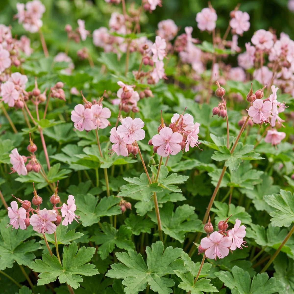Geranium macrorrhizum 'Ingwersen's Variety' en pot de 11 cm, fleurs rose pâle et feuillage lobé