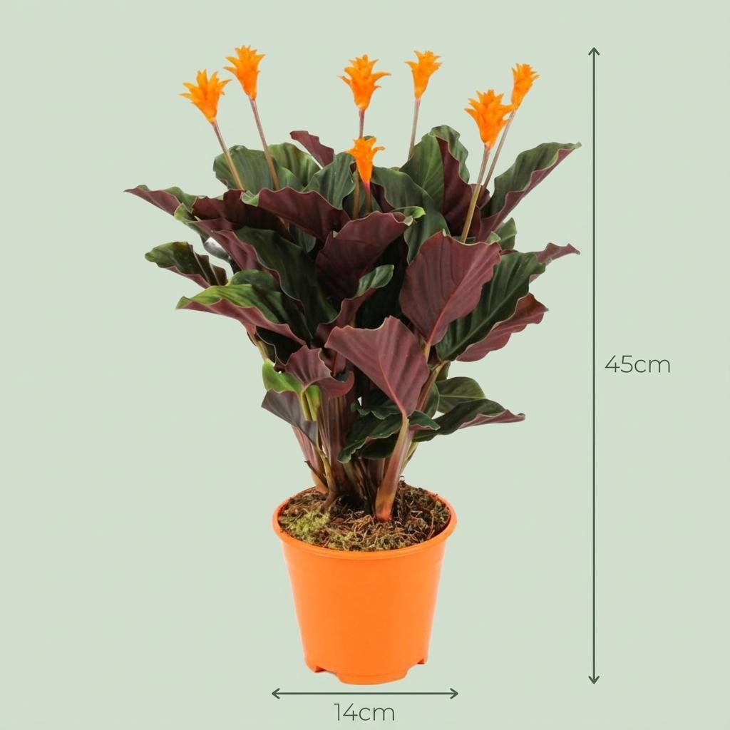 Une magnifique plante Calathea Crocata avec ses feuilles vert foncé et violettes, portant des fleurs orange vif, dans un pot de culture
