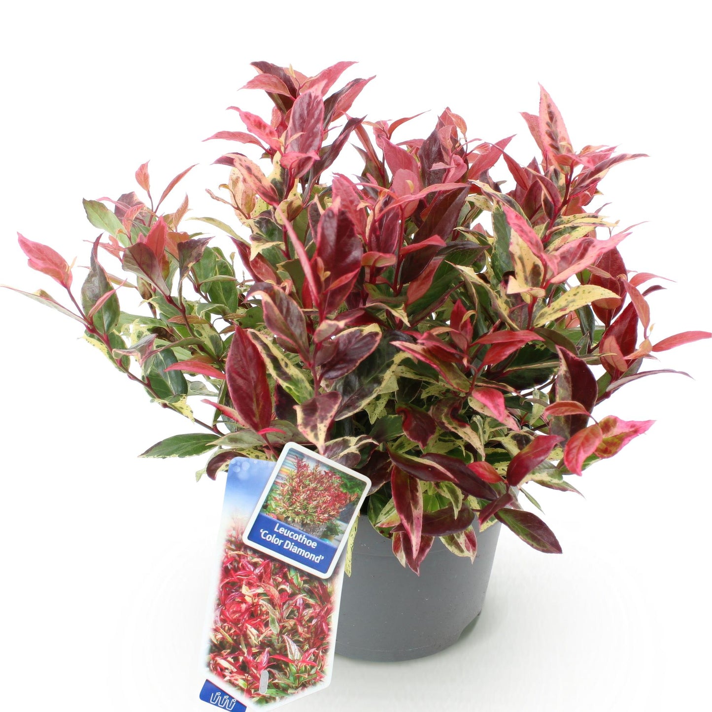 Leucothoe Colour Diamond panaché, feuillage rouge et vert crème, livré dans un pot gris sur fond blanc. Prêt à planter.