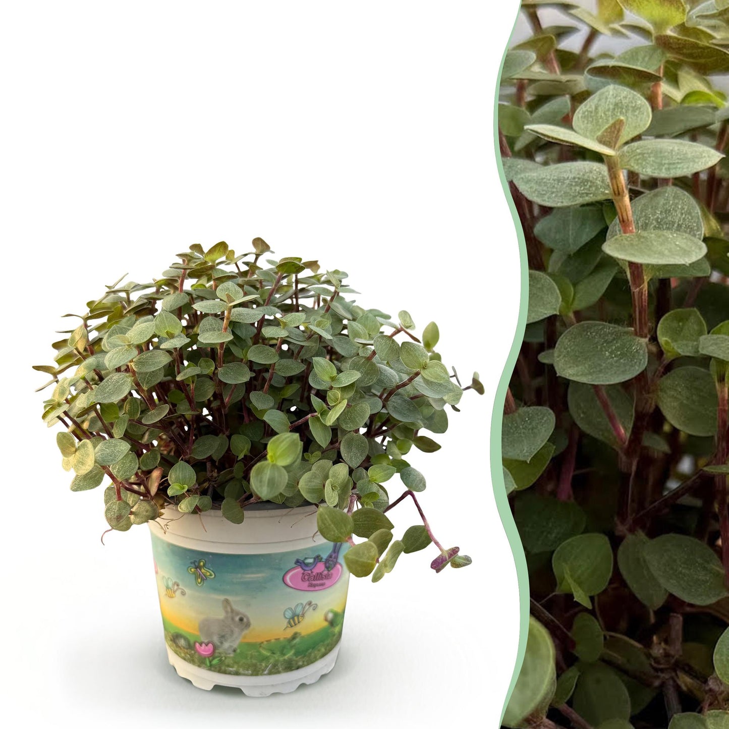 Une Calissia repens, aussi appelée Plante tortue, avec ses petites feuilles rondes vertes et ses tiges rougeâtres, présentée dans un pot