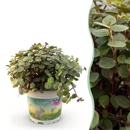Une Calissia repens, aussi appelée Plante tortue, avec ses petites feuilles rondes vertes et ses tiges rougeâtres, présentée dans un pot