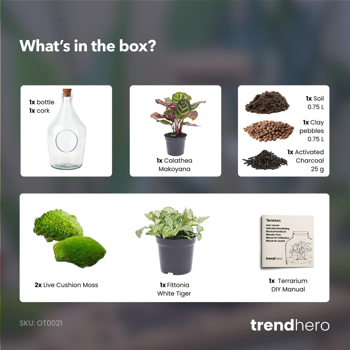 Terrarium ouvert en bouteille de verre 3 L avec Calathea ou bonsaï et Fittonia, hauteur 30 cm