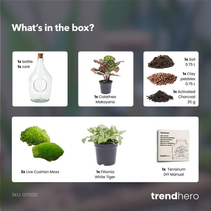Terrarium ouvert en bouteille de verre 3 L avec Calathea ou bonsaï et Fittonia, hauteur 30 cm