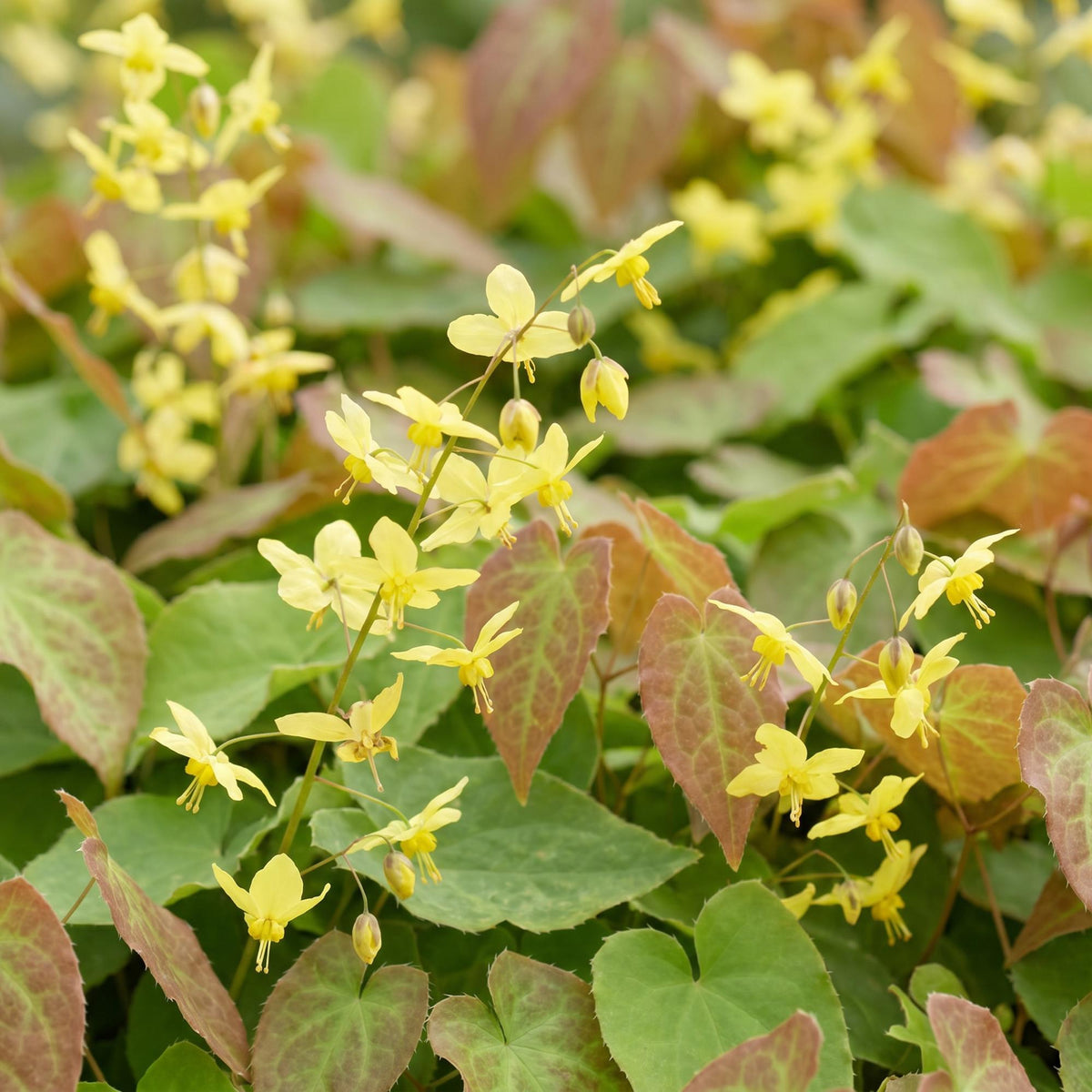Fleur des elfes 'Frohnleiten' (Epimedium) en pot de 11 cm, fleurs jaunes et feuillage bronze