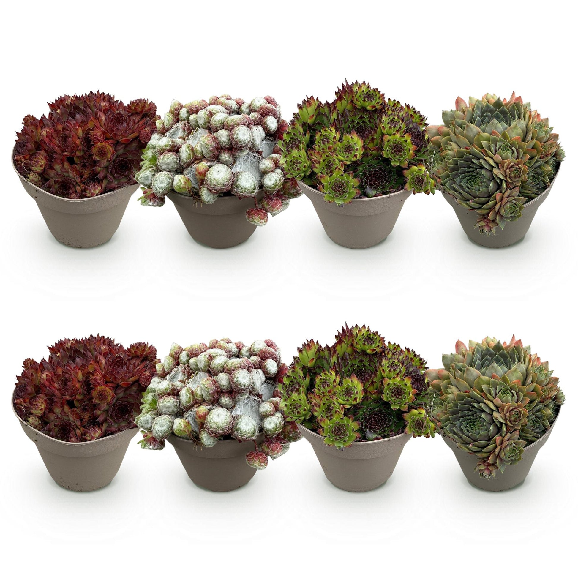 Sempervivum Big Sam, huit plants de différentes variétés en pot alignés sur fond blanc.