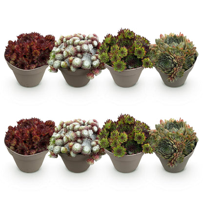 Sempervivum Big Sam, huit plants de différentes variétés en pot alignés sur fond blanc.