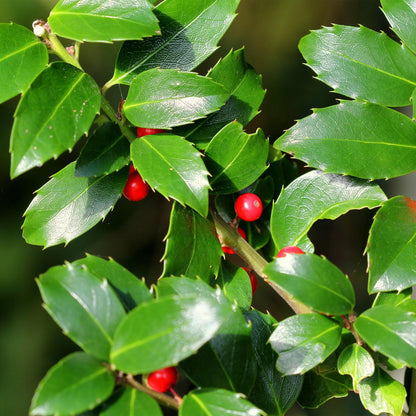 Ilex meserveae Blue Maid, gros plan sur ses feuilles vert foncé et brillantes aux bords légèrement épineux, parsemées de baies rouges vives.