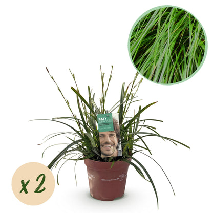 Carex oshimensis Intense Green : jeune plant en pot avec bulle « x2 » et photo gros plan du feuillage vert persistant.