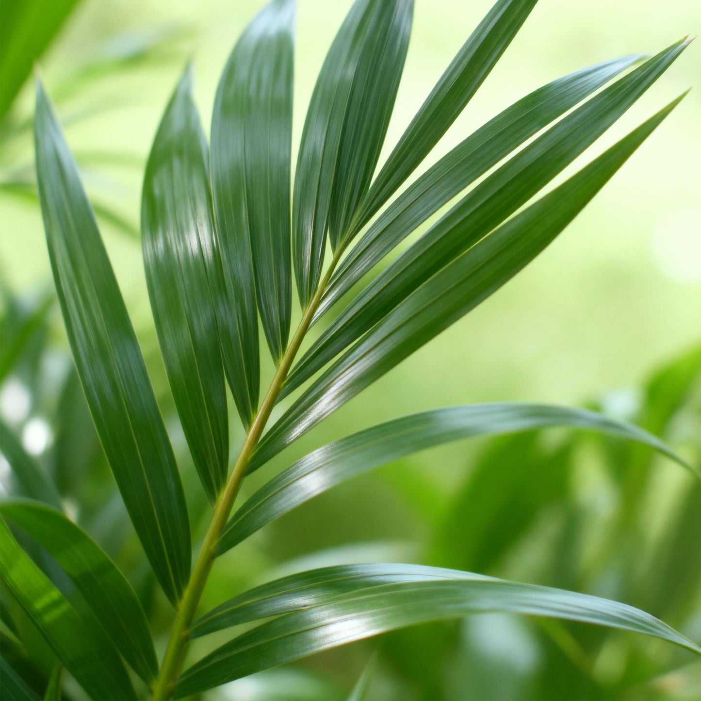 Plante d'intérieur - Howea Forsteriana - Palmier Kentia - Peu d'entretien - Vert - 1 Plante - avec Potter Blanc - Pot 21cm - Hauteur 120-130cm