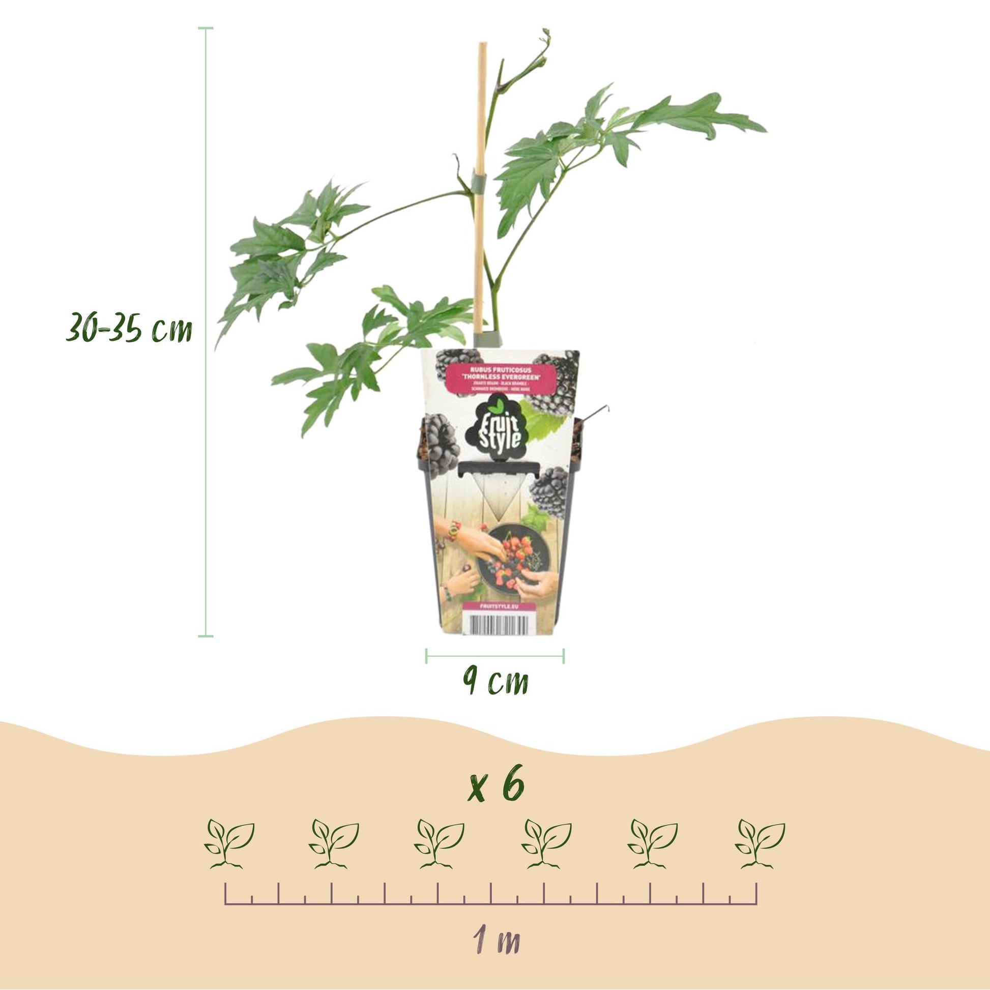 Ronce persistante Rubus Thornless Evergreen : illustration des dimensions du plant (30-35 cm de haut, pot 9 cm) et de l'espacement pour 6 pl