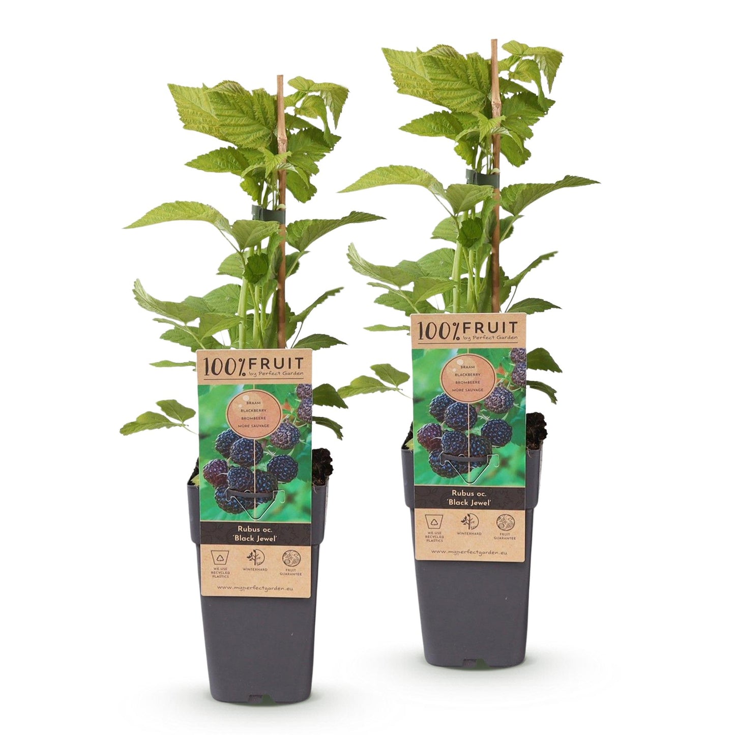 Rubus occ. Black Jewel, deux plants de framboise noire en pots noirs, avec leurs feuilles vertes et des étiquettes affichant des fruits mûrs