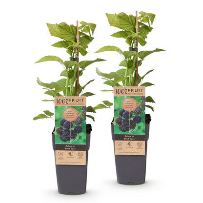 Rubus occ. Black Jewel, deux plants de framboise noire en pots noirs, avec leurs feuilles vertes et des étiquettes affichant des fruits mûrs
