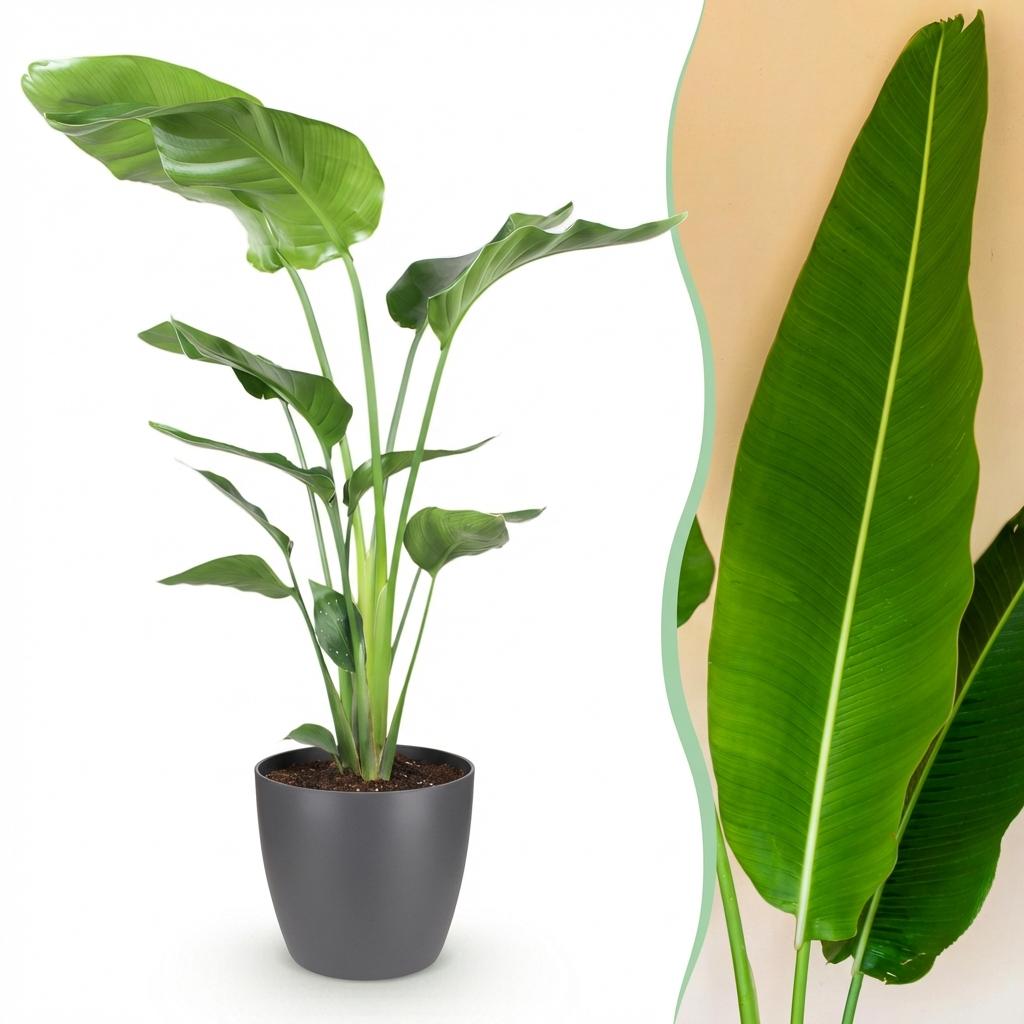 Strelitzia Nicolai plante d'intérieur en pot 17cm, hauteur 70-90cm, grandes palmes vertes tropicales